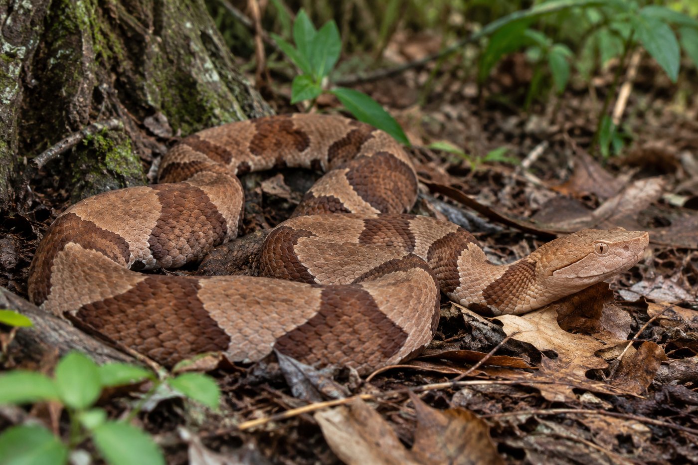 Copperhead