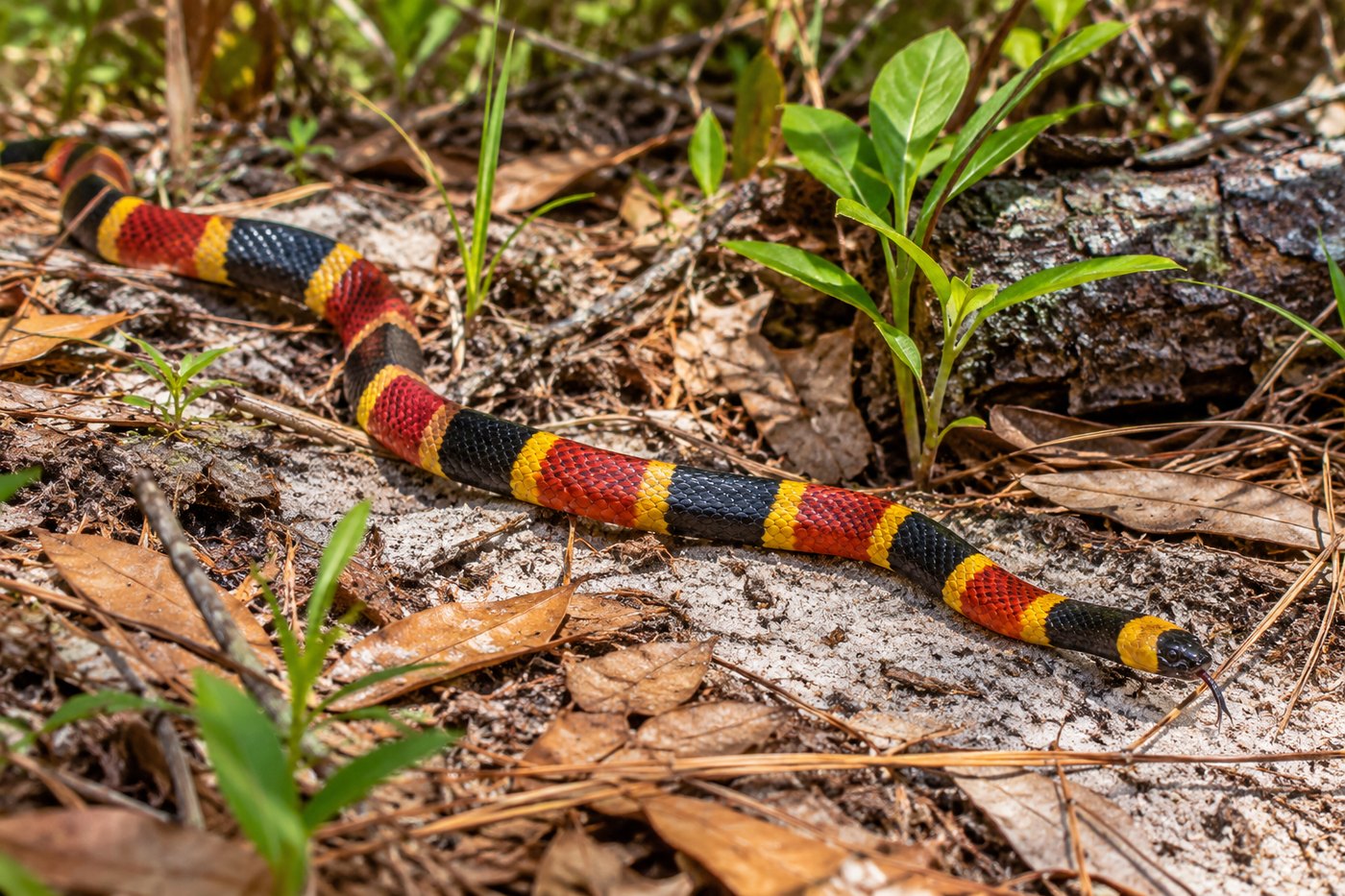 Coral Snake